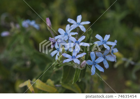 The blue flowers of the blue star (Tweedia) are in bloom. Scientific name is Oxypetalum coeruleum The blue flowers of the blue star (Tweedia) are in bloom. Scientific name is Oxypetalum coeruleum 74635454