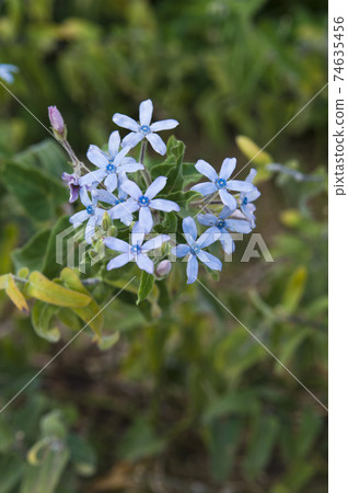 藍星（Tweedia）的藍色花朵盛開。學名是天青草 74635456