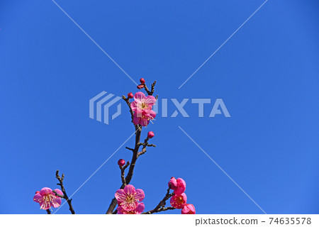 小白 小白 74635578
