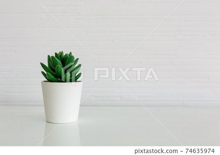 Succulent plant in pot on white table. Succulent plant in pot on white table. 74635974