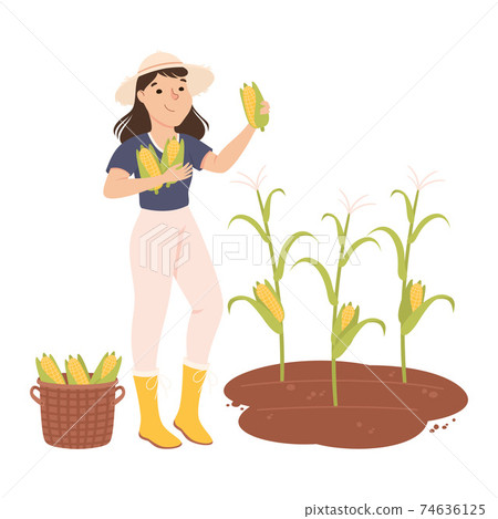 Woman Farmer or Agricultural Worker Gathering Corn Cobs in Wicker Basket Vector Illustration Woman Farmer or Agricultural Worker Gathering Corn Cobs in Wicker Basket Vector Illustration 74636125