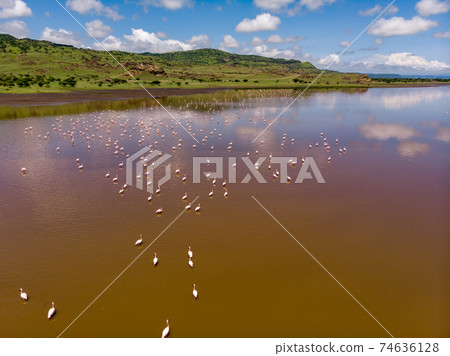 Aerial Shot. A flock of lesser flamingos sitting ob the Salt Red Water of Lake Natron. Tanzania 74636128