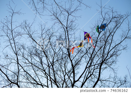 A kite caught on a tree 74636162