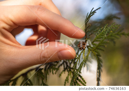 Pine cones baby Pine cones baby 74636163