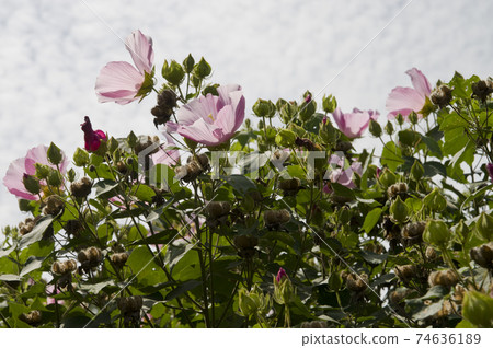 Pink Confederate rose flowers are in bloom in the botanical garden. 74636189