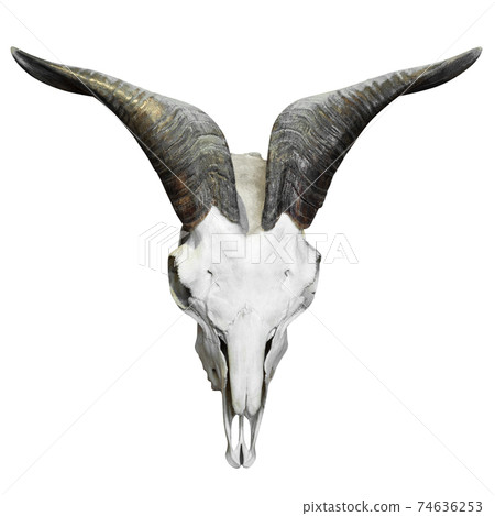 Buffalo skull isolated 74636253