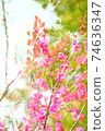 節日鮮花 74636347