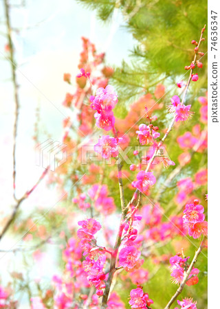 節日鮮花 節日鮮花 74636347