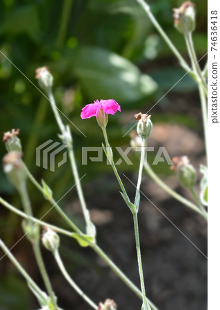 Rose campion 74636418