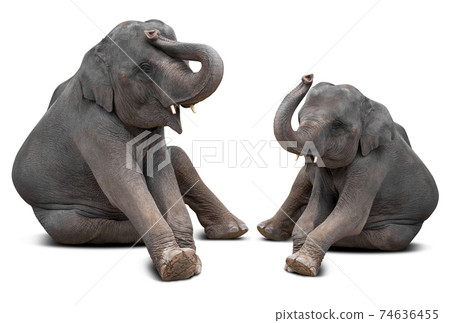Baby elephant isolated Baby elephant isolated 74636455