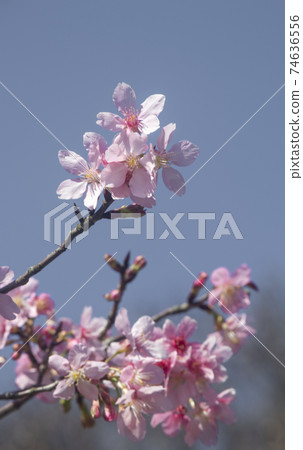 櫻花 櫻花 74636556