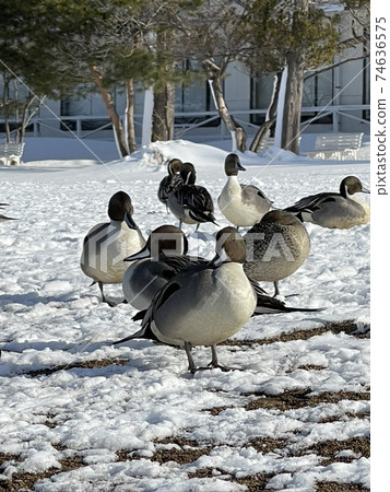 福島縣豬苗代市Shidahama的2021年鴨 74636575