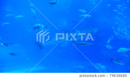 Aquarium shark 74636680