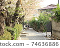 Cherry Blossoms	 74636886