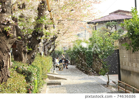 Cherry Blossoms Cherry Blossoms 74636886