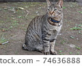 Cat  74636888