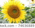 sunflower	 74636889