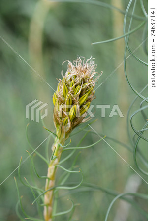 Kings spear 74637141