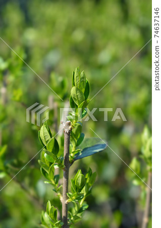 Oval-leaved privet 74637146