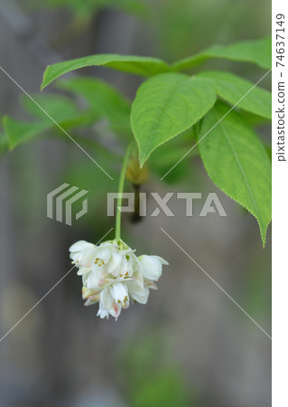 European bladdernut 74637149
