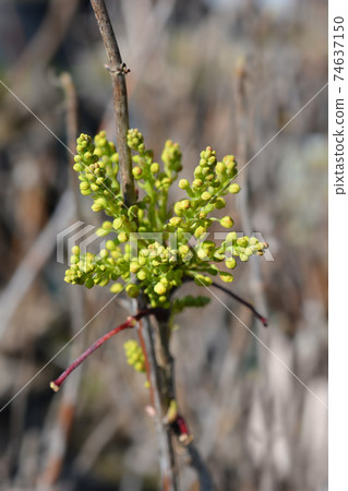 Oregon grape 74637150