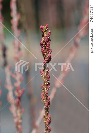 Four-stamen tamarisk Four-stamen tamarisk 74637154