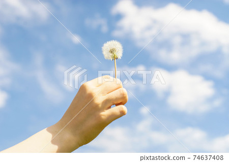 手拿蒲公英在藍色的天空 74637408