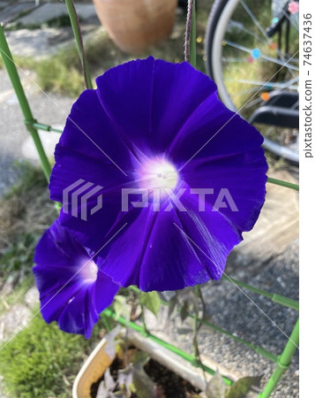 花園裡的牽牛花開得很美 74637436