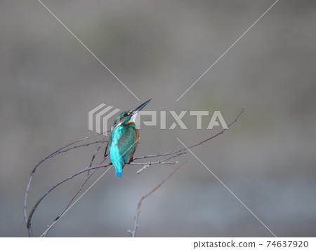 Kingfisher perching on a branch of a tree by the water 74637920