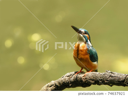 Kingfisher perching on a branch of a tree by the water 74637921