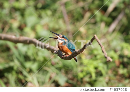 Kingfisher perching on a branch of a tree by the water Kingfisher perching on a branch of a tree by the water 74637928