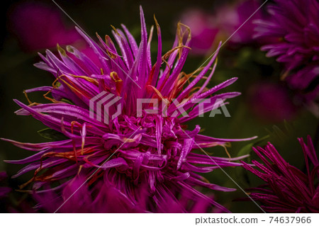 Red needle asters bloom in the summer garden Red needle asters bloom in the summer garden 74637966