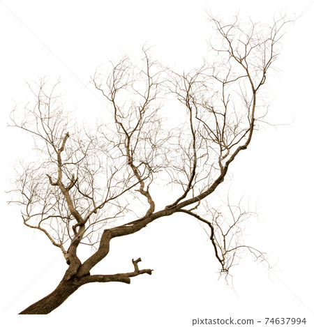 Dead tree Dead tree 74637994