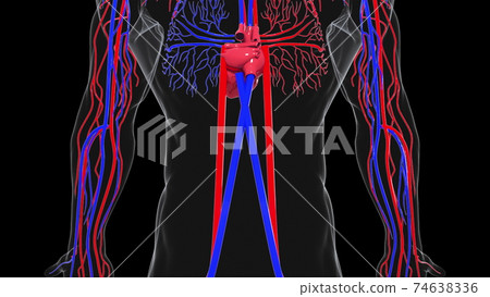 Rotating model of the human circulatory system. 3d rendering blood vessels. The medical background, computer generated. 74638336