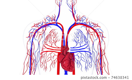 Rotating model of the human circulatory system. 3d rendering blood vessels. The medical background, computer generated. Rotating model of the human circulatory system. 3d rendering blood vessels. The medical background, computer generated. 74638341