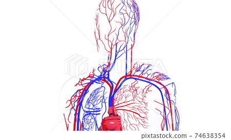 Rotating model of the human circulatory system. 3d rendering blood vessels. The medical background, computer generated. Rotating model of the human circulatory system. 3d rendering blood vessels. The medical background, computer generated. 74638354