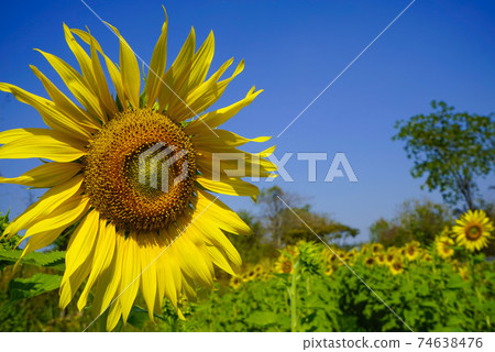 Flowering sunflower in the field. Sunflowers have abundant health benefits. Sunflower oil improves skin health and promote cell regeneration. 74638476