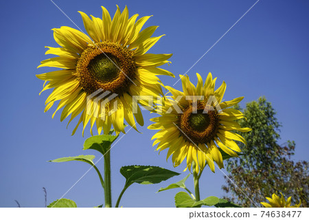 Flowering sunflower in the field. Sunflowers have abundant health benefits. Sunflower oil improves skin health and promote cell regeneration. Flowering sunflower in the field. Sunflowers have abundant health benefits. Sunflower oil improves skin health and promote cell regeneration. 74638477