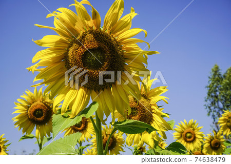 Flowering sunflower in the field. Sunflowers have abundant health benefits. Sunflower oil improves skin health and promote cell regeneration. Flowering sunflower in the field. Sunflowers have abundant health benefits. Sunflower oil improves skin health and promote cell regeneration. 74638479