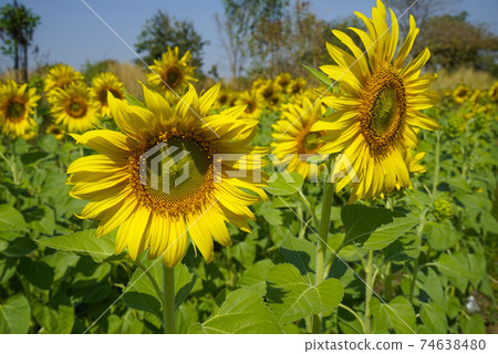 Flowering sunflower in the field. Sunflowers have abundant health benefits. Sunflower oil improves skin health and promote cell regeneration. 74638480