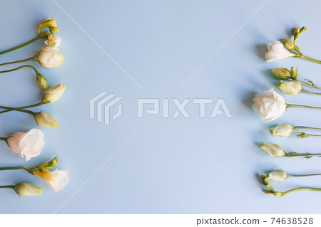 Flower lines of white Eustoma flowers on light blue background. Top view, copy space. Empty space for a text or beauty product. Floral flatlay lifestyle. Flower lines of white Eustoma flowers on light blue background. Top view, copy space. Empty space for a text or beauty product. Floral flatlay lifestyle. 74638528