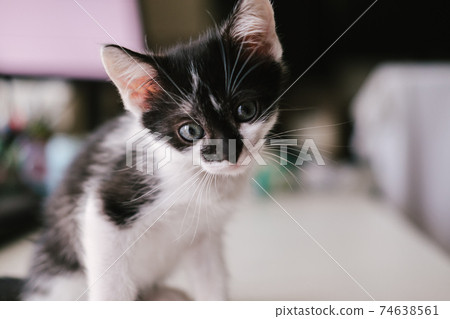 Funny black and white tuxedo cat lying on white bed and looking at camera. 74638561