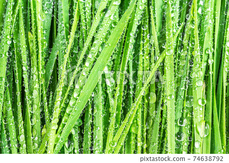 Grass with drop Grass with drop 74638792