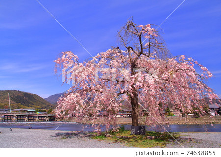 嵐山公園(京都市宇京區)櫻花盛開 嵐山公園(京都市宇京區)櫻花盛開 74638855
