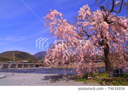 嵐山公園（京都市宇京區）櫻花盛開 74638856