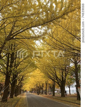 北海道大學銀杏樹排 北海道大學銀杏樹排 74639088