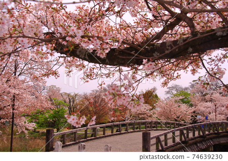 Arashiyama Park (Ukyo-ku, Kyoto) Near Nakanoshima Bridge, cherry blossoms in full bloom Arashiyama Park (Ukyo-ku, Kyoto) Near Nakanoshima Bridge, cherry blossoms in full bloom 74639230