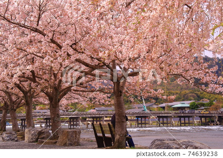 Arashiyama Park (Ukyo-ku, Kyoto) Cherry blossoms in full bloom Arashiyama Park (Ukyo-ku, Kyoto) Cherry blossoms in full bloom 74639238
