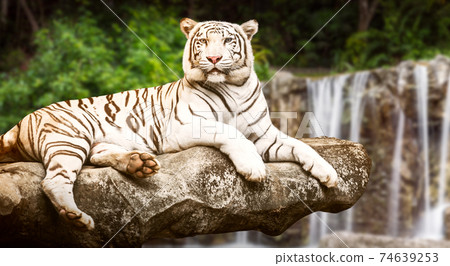 White tiger 74639253