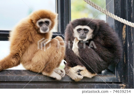 Gibbons Gibbons 74639254